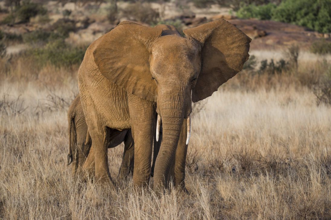 elephants_Frank af Petersens
