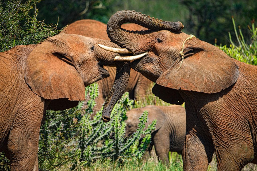 Susan McConnell- Elephants