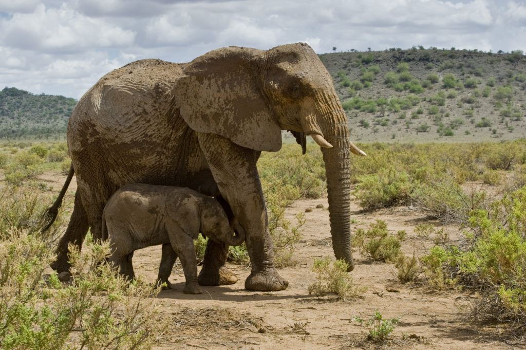 Elephants Are Very Scared of Bees. That Could Save Their Lives