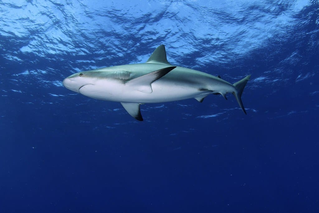 Shark MAR 3