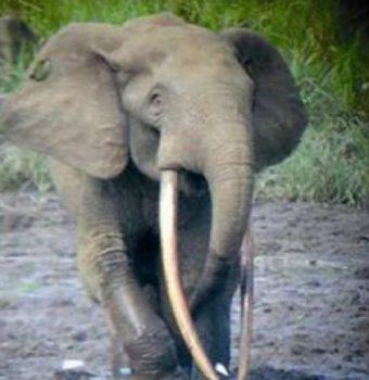 Elephant Crisis Fund: Protecting Forest Elephants In Ivindo