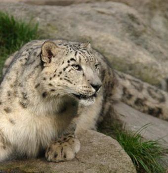 Taking Technology Out in the Cold: Working to Conserve Snow Leopards