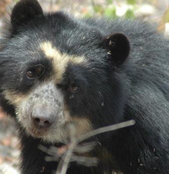 From Fires to Floods: Spectacled Bear Conservation is Rebuilding After Back-to-Back Natural Disasters