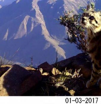 Wildlife on Camera- Andean Cats