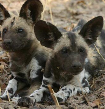 Finding Answers for Painted Dog Conservation with Genetics