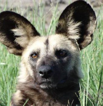 How to Rescue a Snared Painted Dog