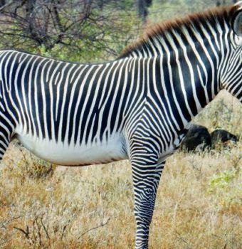 Citizen Scientists Count the Zebra with a Bar Code