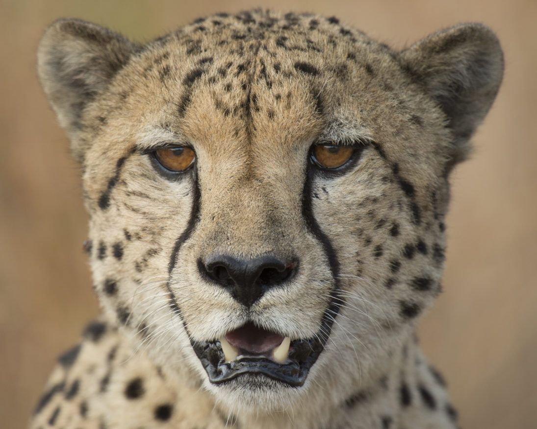 Cheetah_JonMcCormack