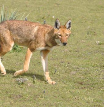 Fuel-Saving Stoves Help Save Ethiopian Wolves and Our Planet