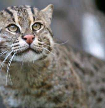 New Protections for Fishing Cats in India