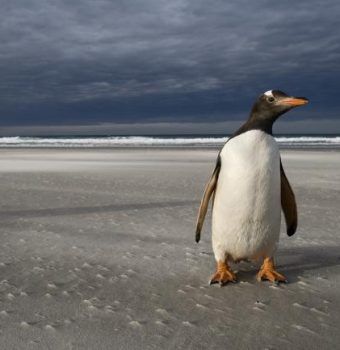 Protecting Penguin Habitat, Big and Small