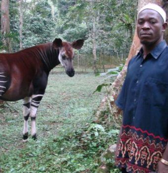 Safeguarding the Okapi Wildlife Reserve