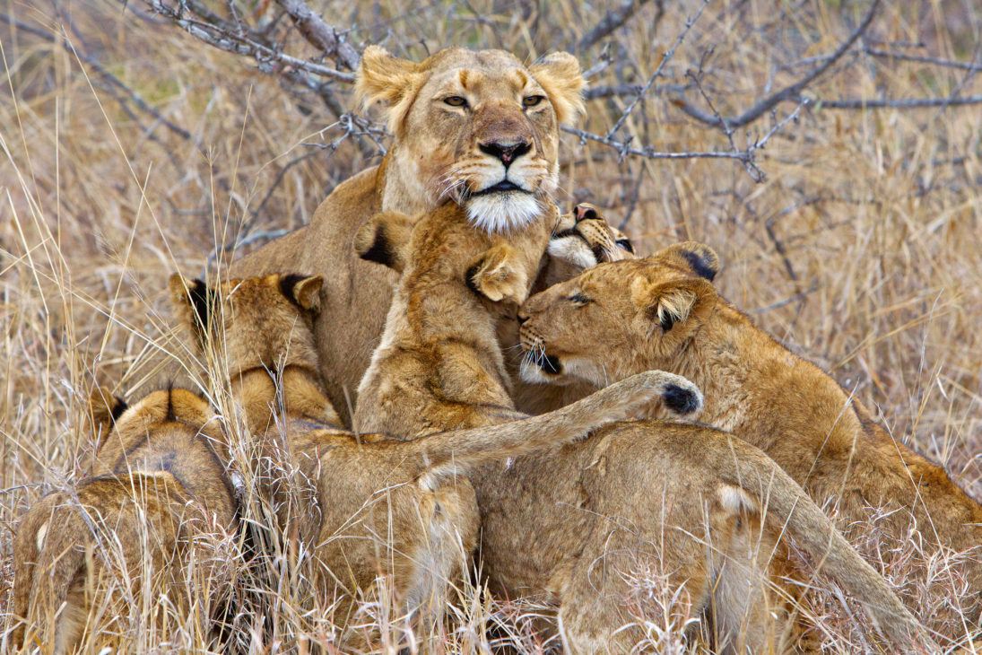 McConnell_lions_E7E8012