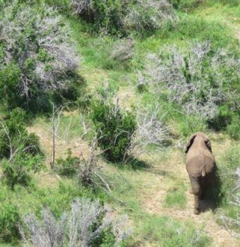 First Elephant Spotted in Somalia in 20 Years
