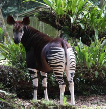 Recovery Continues Around the Okapi Wildlife Reserve