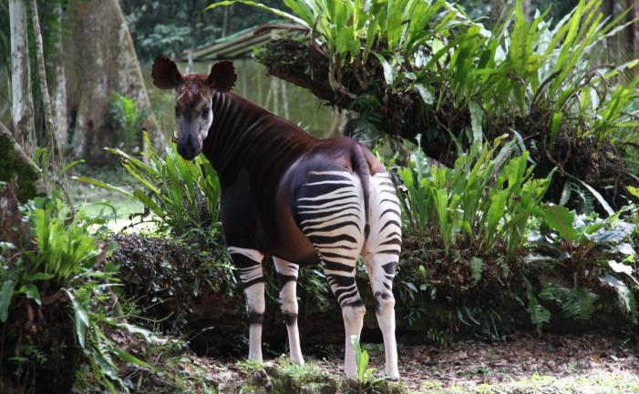 Okapi-among-plants_OCP