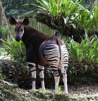 Okapi Added to IUCN's Endangered Species List
