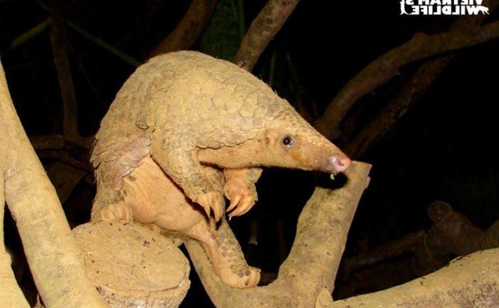 Pangolin_Thai-4