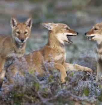 EWCP Fights Deadly Rabies Outbreak Among Ethiopian Wolves