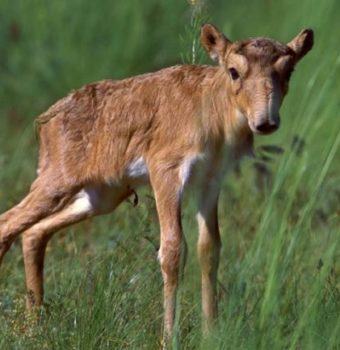 The Resiliency of Saiga Antelopes