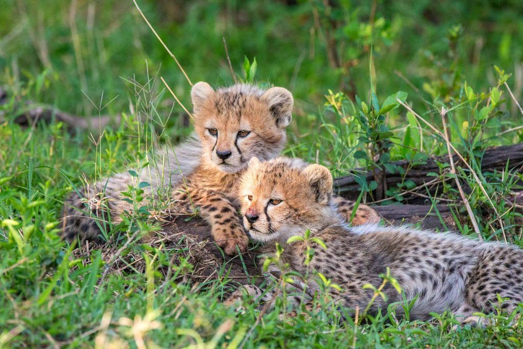 Steve Mandel baby cheetahs