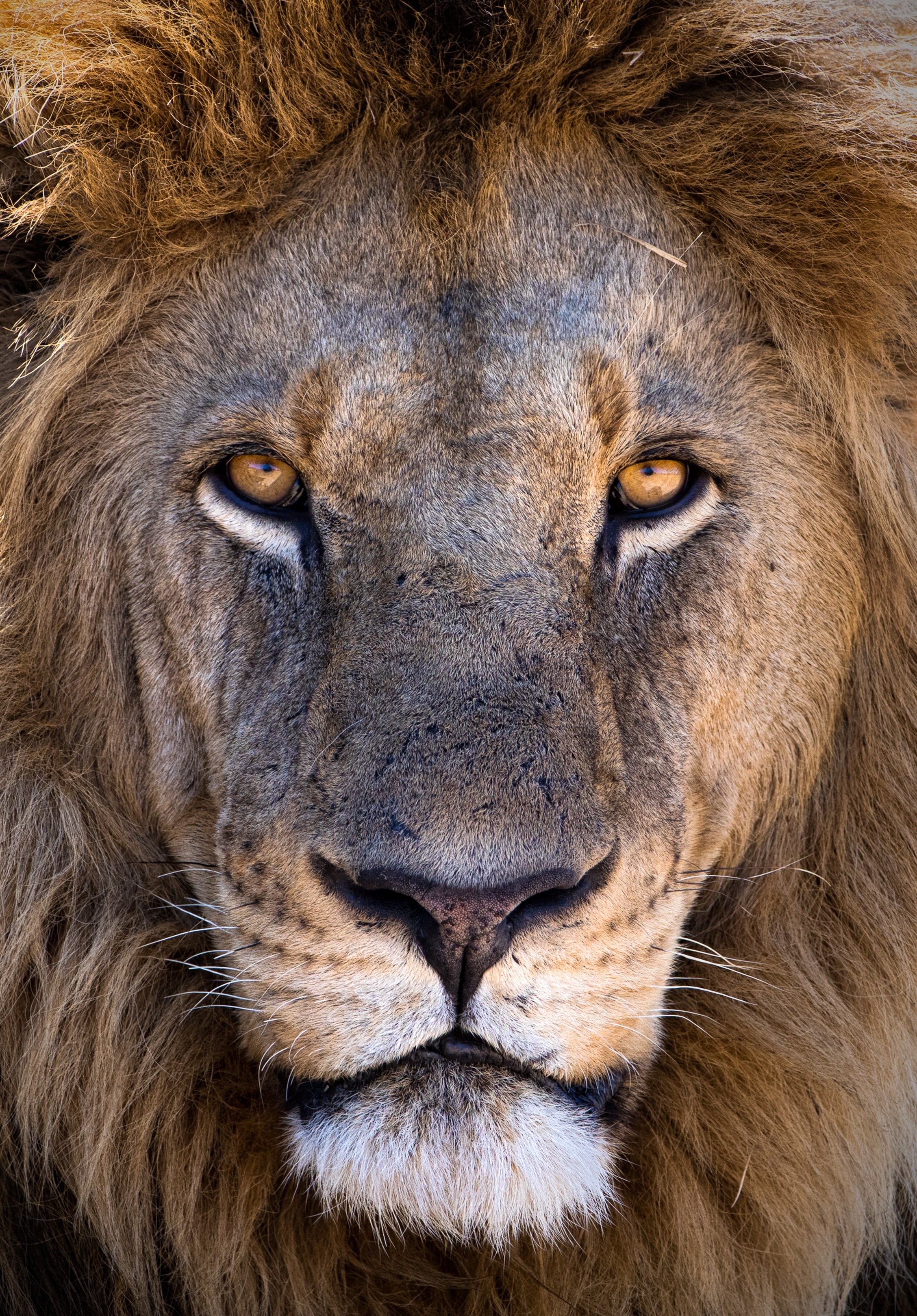 Download Niassa Lion Project Wildlife Conservation Network
