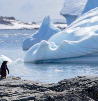 Penguins, the New Poster Species for Climate Change?