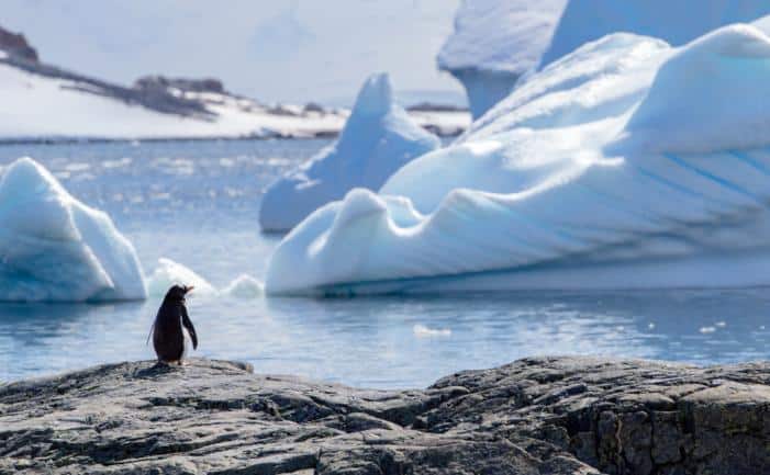 Penguins, The New Poster Species For Climate Change? - Wildlife 