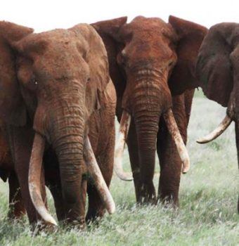 A Year of Progress for the Elephant Crisis Fund