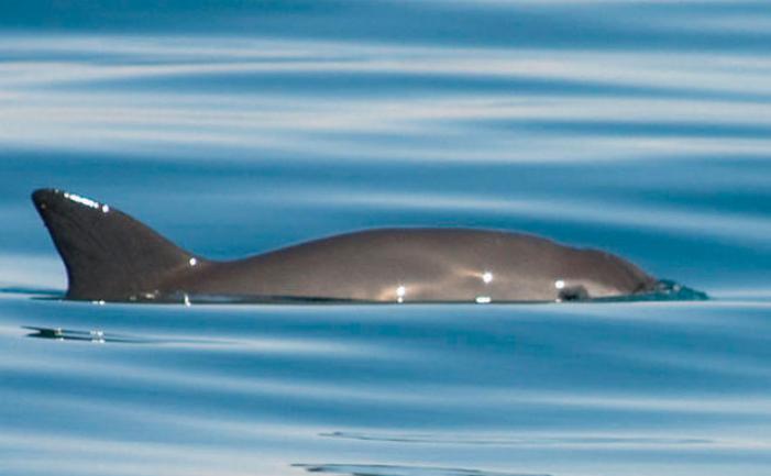 Vaquita_1_Thomas_A_Jefferson_20081019