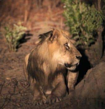 No Longer King of the Jungle: New Fund to Aid Africa’s Lions