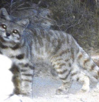 Finding the Andean Cat