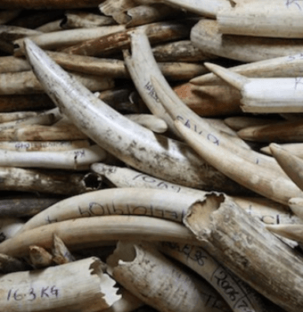 US Government Crushes Seized Elephant Ivory