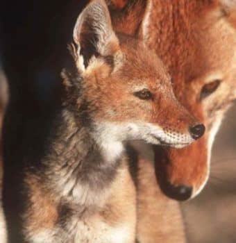 Hope at the Edge of Extinction: New Book about the Ethiopian Wolf