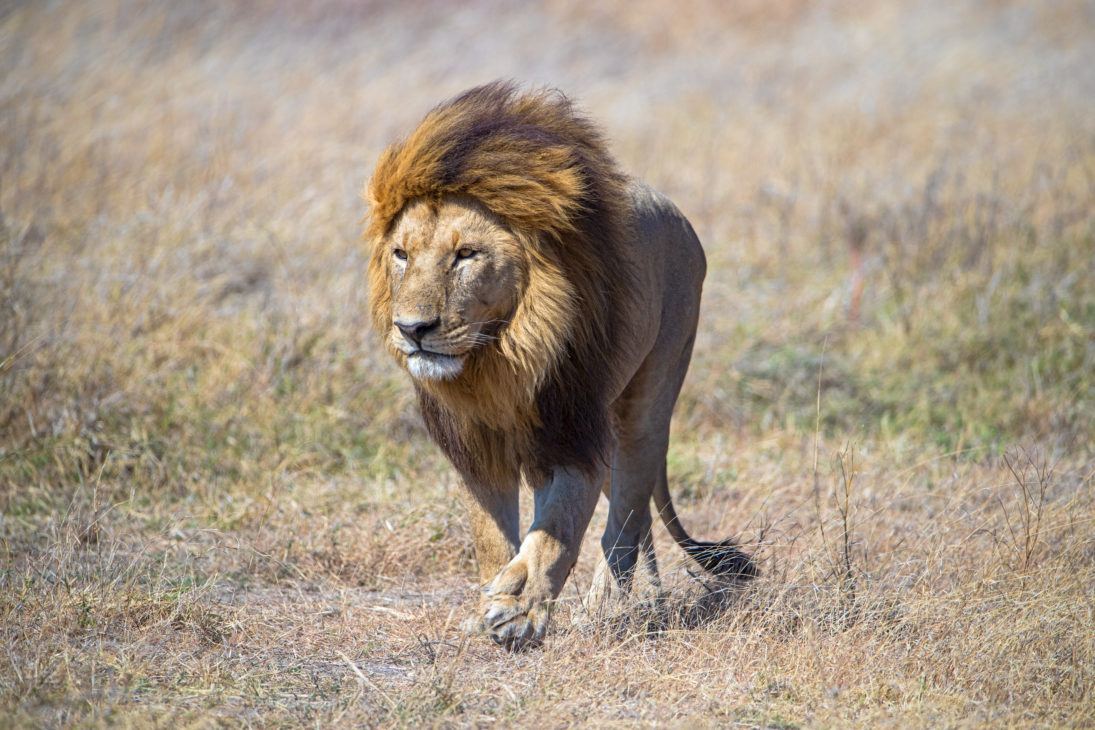 maned lion_SueMcConnell_J7I7805-Edit