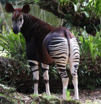Camera Trapping the Unusual Okapi