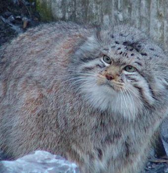 Pallas's Cat Found for the First Time in Nepal