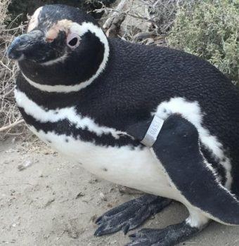 A Penguin Returns, 32 Years Later