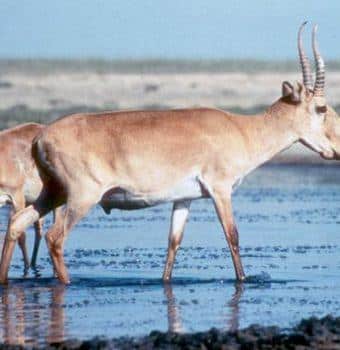 Saiga Success: Population in Kazakhstan Doubles in Five Years