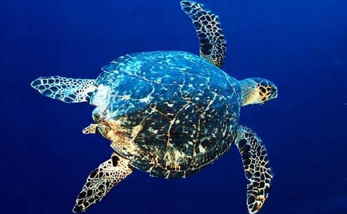 seaturtlejoanna