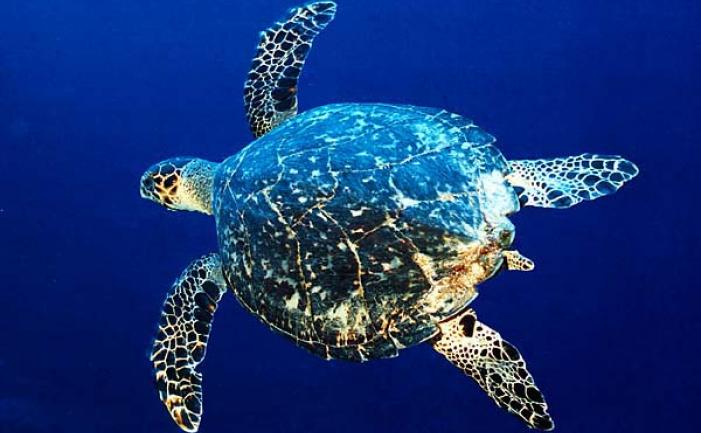 seaturtlejoanna