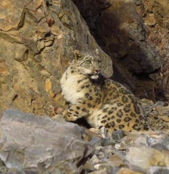 Snow Leopard Collared in Mongolia