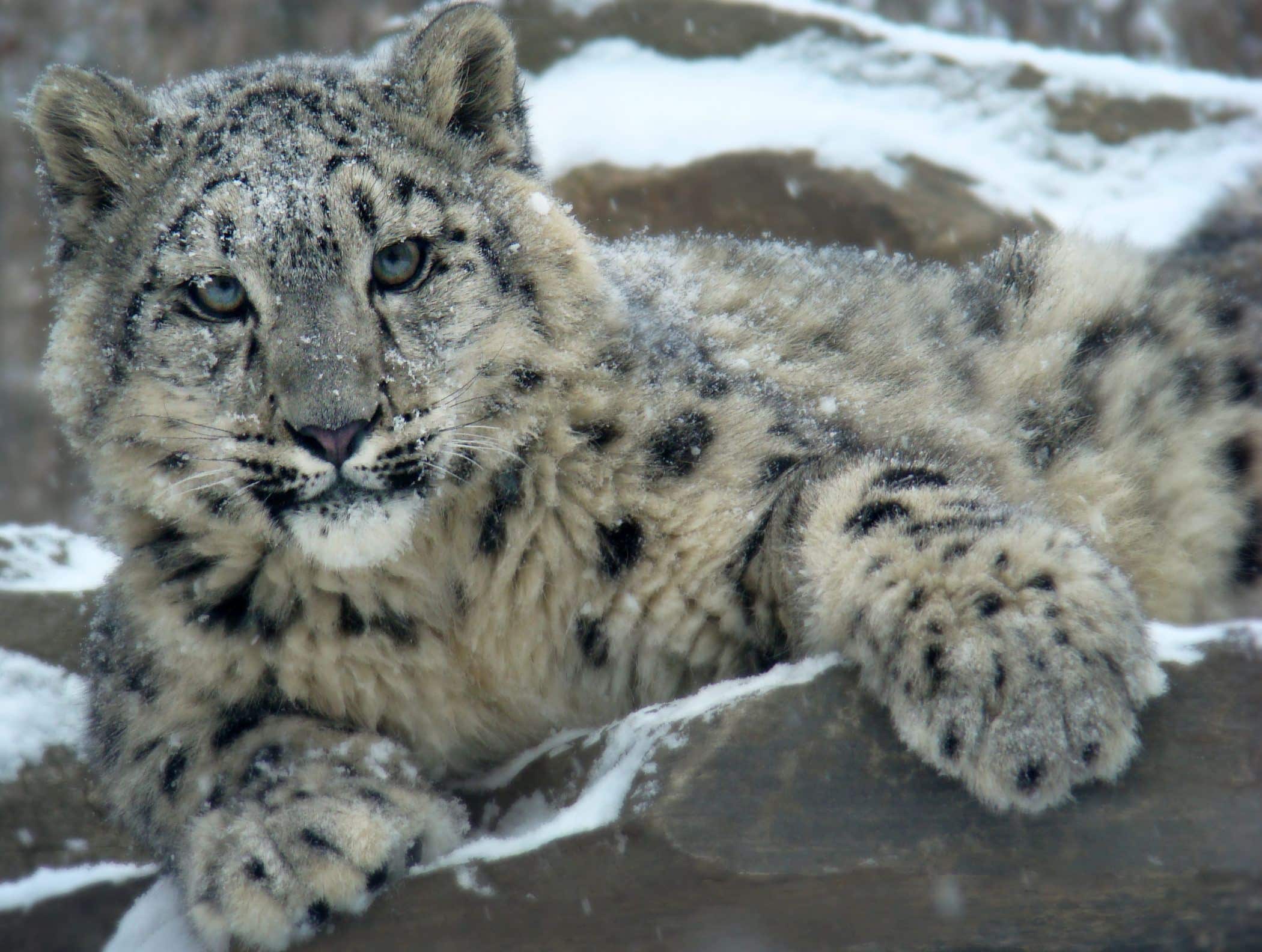 Afbeeldingsresultaat voor Snow leopard in the andes