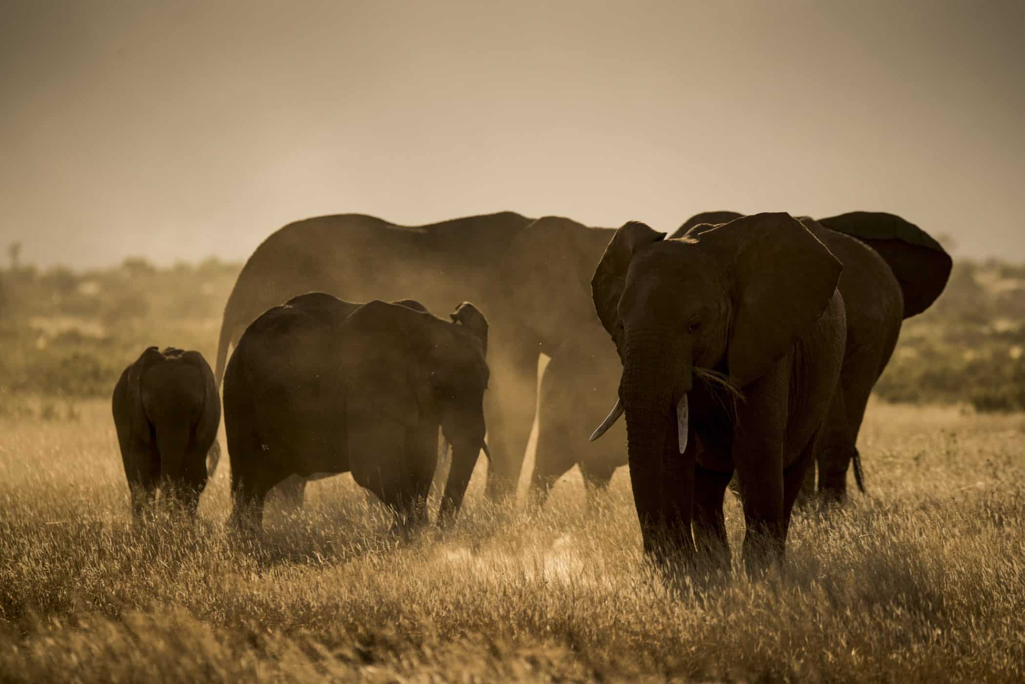 Save the Elephants - Wildlife Conservation Network