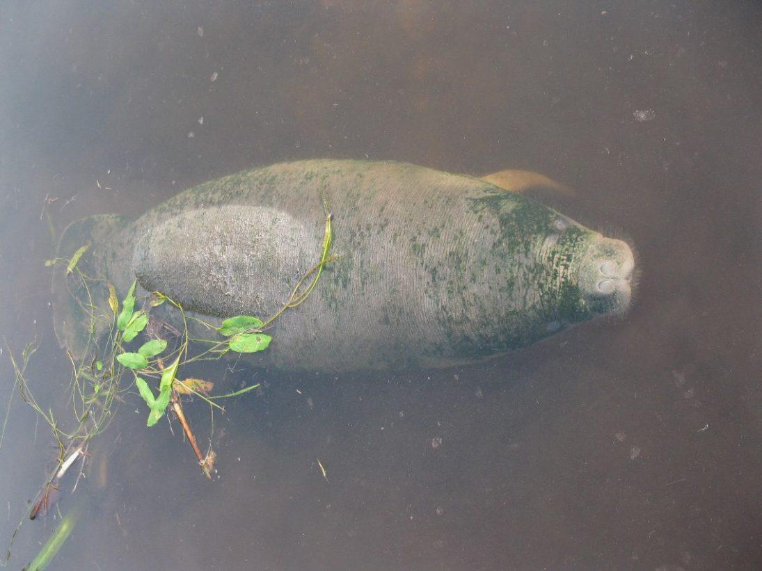 African manatee picture by Lucy Keith-Diagne