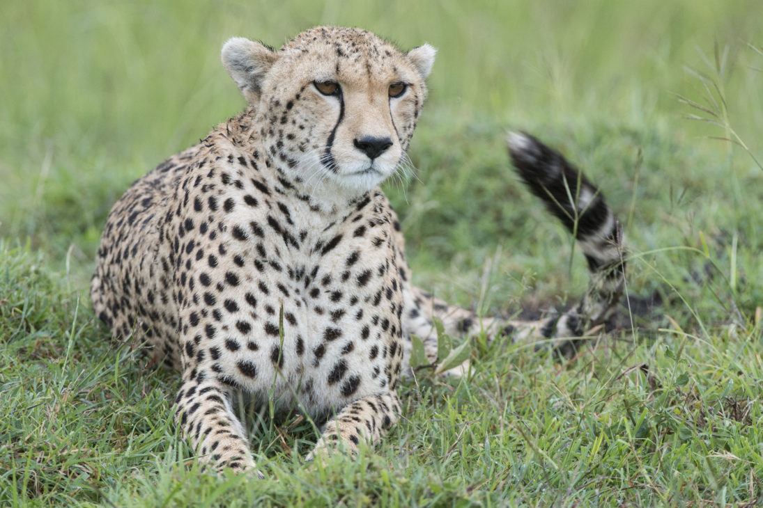 Cheetah_Jon McCormack