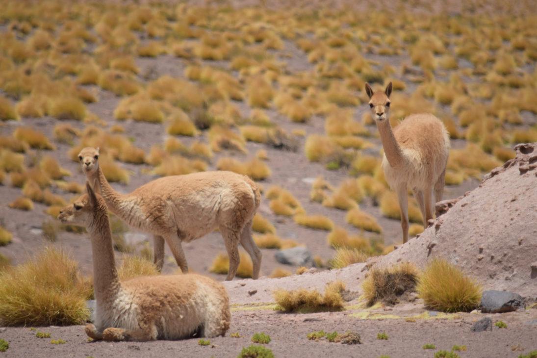 Chile_Andean Cat Trip 2016 - guanacos