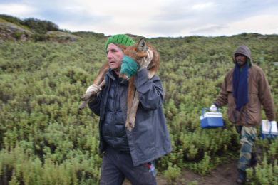 Ethiopian Wolf Conservation Program (Dr. Claudio Sillero)
