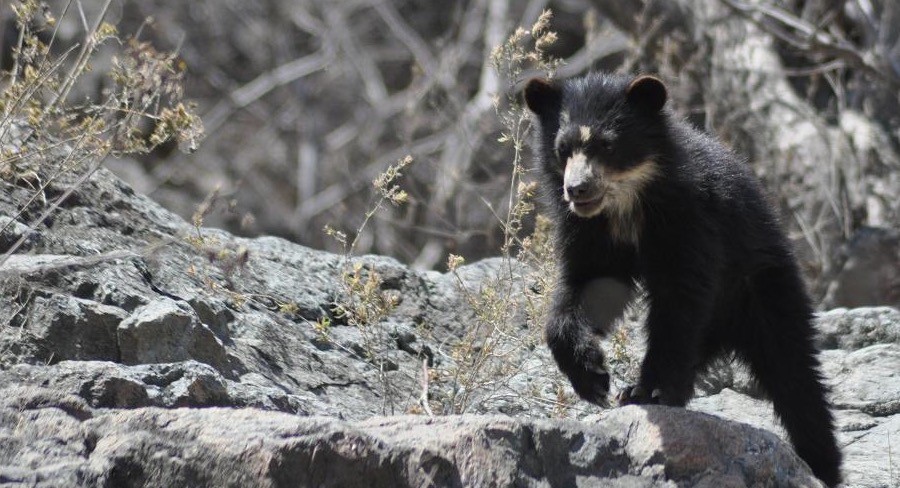 Spectacled bear_DSC_0688