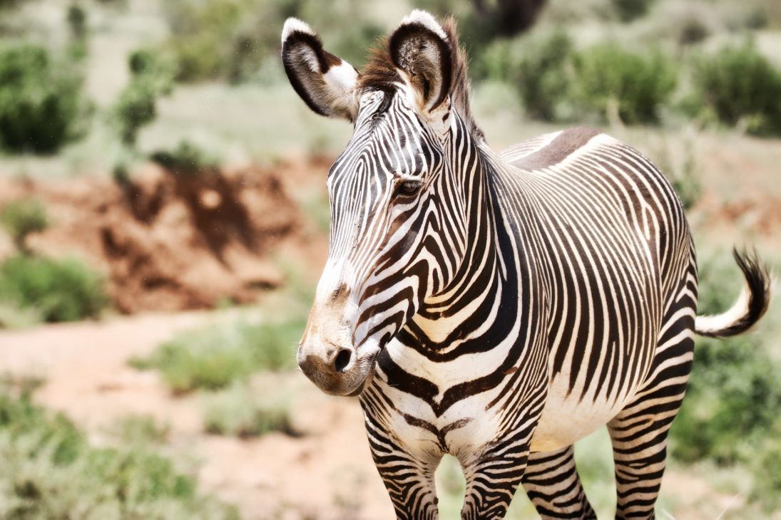 Jillian Knox_Grevys Zebra_308-fullsizeoutput_ce34